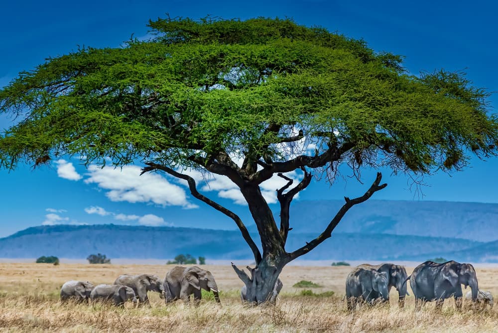 Unas Vacaciones en África son todo lo que está bien ¡Atrévete a ser el primero en explorar este continente!